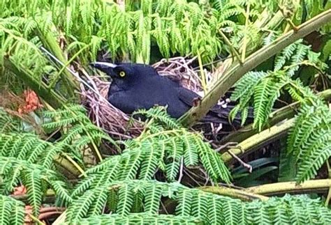 Pied Currawong Nest | BIRDS in BACKYARDS