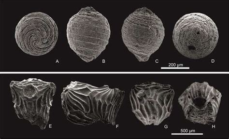 Biogeographical affinity in Cretaceous flora from two islands of Tethys Ocean