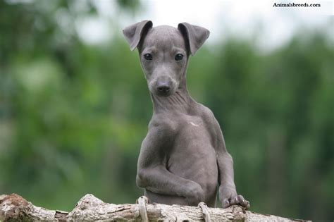 Italian Greyhound - Puppies, Rescue, Pictures, Information, Temperament ...