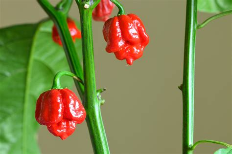 Carolina Reaper Pepper - Food Gardening Network