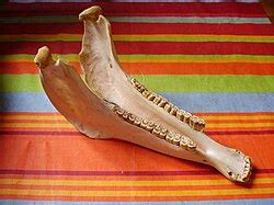 Jawbone (instrument) - Wikipedia