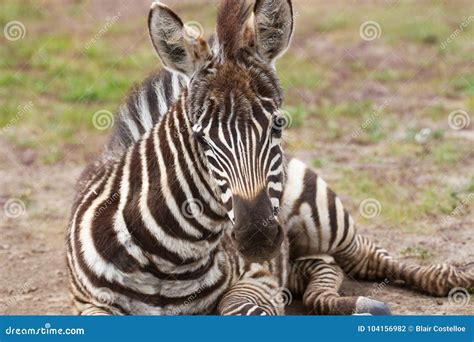 Plains Zebra Foal Lying on the Ground Stock Photo - Image of stripes, exotic: 104156982