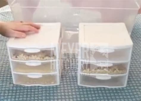 DIY Mealworm Farming | Meyer Hatchery Blog 2019