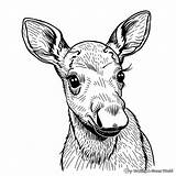 Moose Head Coloring Page sketch template