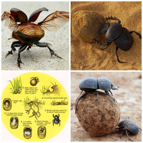 Amazing ... dung beetles