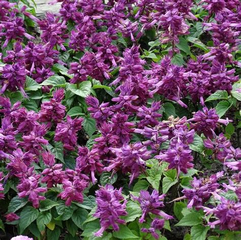 Salvia Splendens Seeds, Purple, Flower Seeds#20 – Mays Garden Seed