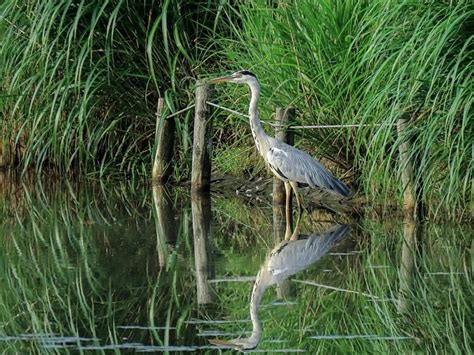 Animal Forest Pond Aquatic - Free photo on Pixabay - Pixabay