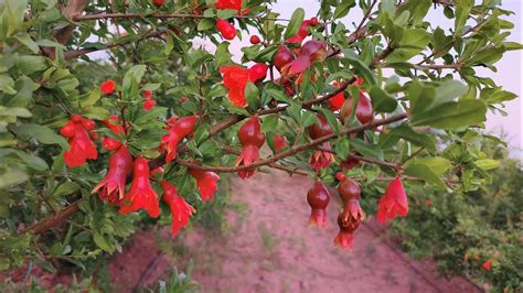 fruit settings of pomegranate|| by Hi-tech pomo and agri production ...