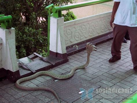 5 Headed snake in India ~ WORLD OF STORY