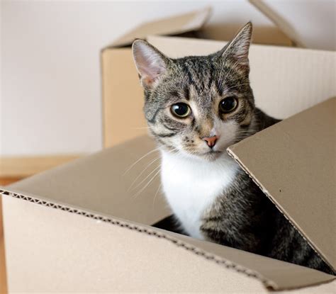 Moving with Pets - What You Need to Know : Keeping It Pawsome