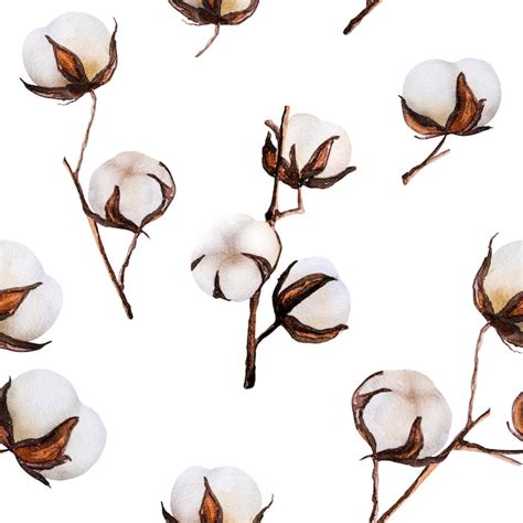 Premium Photo | Cotton bud flowers watercolor drawings