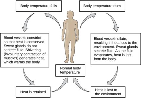 33.14: Homeostasis - Heat Conservation and Dissipation - Biology LibreTexts