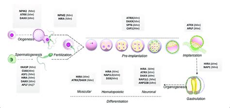 | Histone chaperones in mammalian embryo development. Schematic... | Download Scientific Diagram