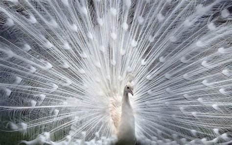 Peacock (peafowl) – the most beautiful bird | DinoAnimals.com