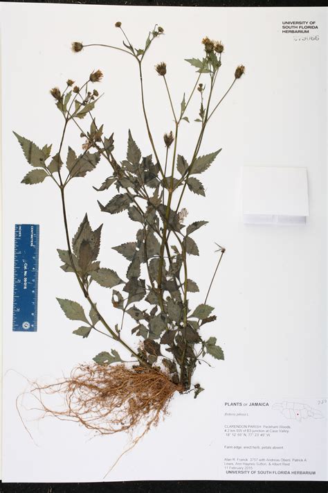 Bidens pilosa - Species Page - ISB: Atlas of Florida Plants