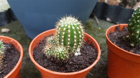 Cacti Identification — BBC Gardeners' World Magazine