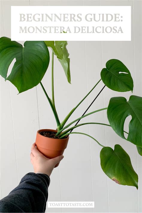 The Beginners Guide: Monstera Deliciosa Care | Monstera deliciosa care, House plant care ...