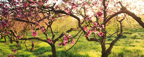 Orchard Blossoms