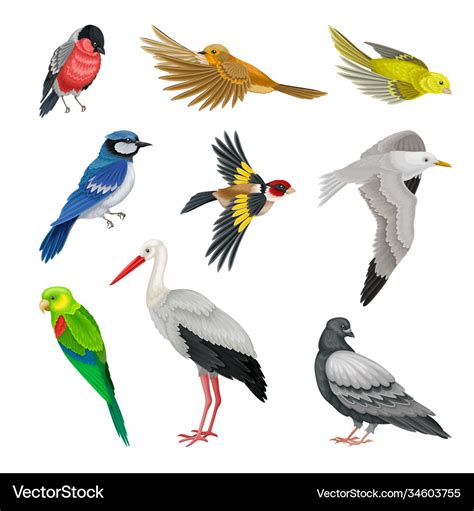 Birds as warm-blooded vertebrates or aves Vector Image