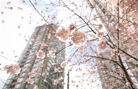 Plum blossoms smell better, emerge first, but cherry blooms get the love, expert says | CBC News