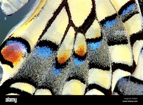 Swallowtail butterfly wing, close-up Stock Photo: 66679952 - Alamy