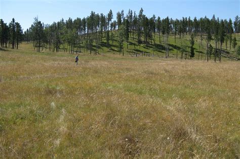 In the Company of Plants and Rocks: Black Hills montane grasslands, Writing Frenzy pt 1