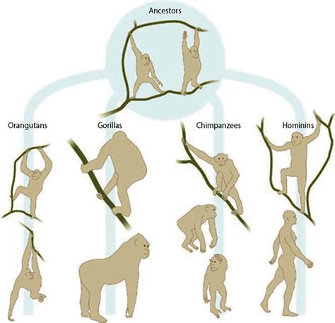 Bipedalism Evolution