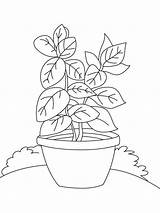 Plant Coloring Page sketch template