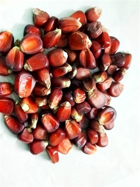 red corn - Shop your Seeds