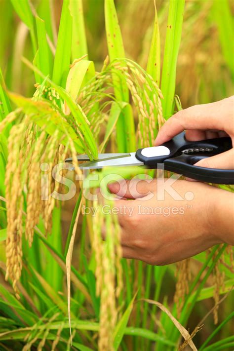 Rice Paddy Harvest Stock Photo | Royalty-Free | FreeImages