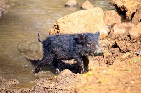 Baby of Collared Peccary in wildlife | Stock image | Colourbox