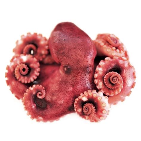 Korean Word of the Day - octopus (noun) - KoreanClass101.com Blog