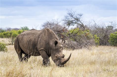 Saving the Majestic Rhino: Conservation Challenges and Successes Across South Africa – Global ...