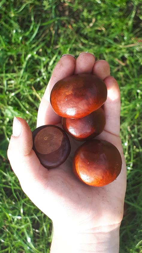 A handful of conkers. Conker magic. #loveautumn | Conkers, Autumn day ...