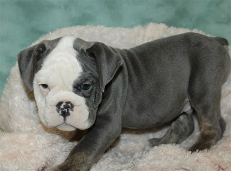 Understanding the Unique Traits of a Blue English Bulldog