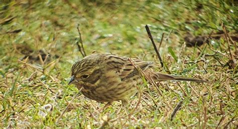 Yellowhammer | BirdForum