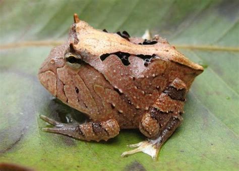 15 Different Type of Frogs You Should Know About | Frog, Horned frogs, Big animals