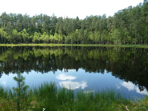 Free Images : landscape, tree, marsh, swamp, wilderness, light, meadow, idyllic, green ...