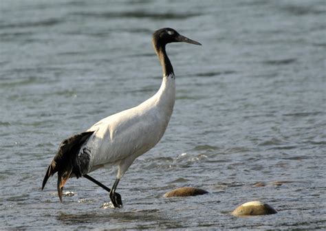 Bhutan - Black-necked Cranes