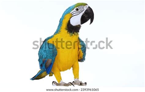 Parrot Feathered Mimic That Never Quite Stock Photo 2393961065 ...