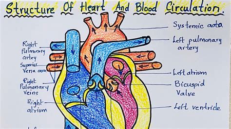 How to draw Structure of heart and blood circulation drawing step by ...