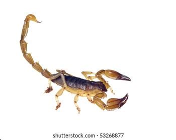 Australian Scorpion Urodacus Sp Tail Ready Stock Photo (Edit Now) 53268877