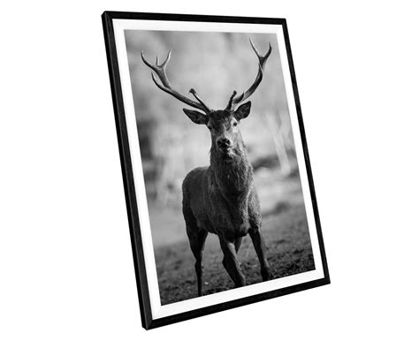 Black and White Stag WALL ART PRINT Picture Poster - Etsy