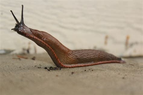 Banana Slug Free Stock Photo - Public Domain Pictures