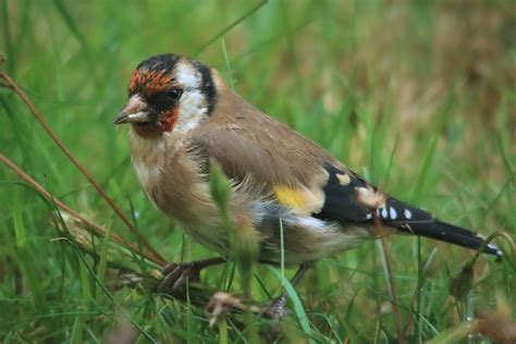 European Goldfinch Small Songbird - Free photo on Pixabay