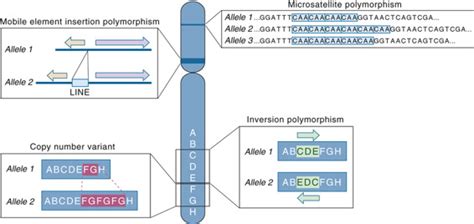 Variation and Polymorphism in DNA | Basicmedical Key