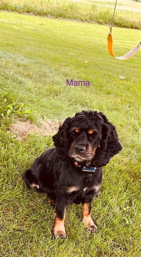 Cocker Spaniel puppies in St. Catharines,Ontario | puppiesforsaleontario.com