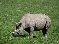 Black Rhinoceros: Habitat, Population & Adaptations | Study.com