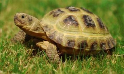 What Kind Of Bedding Do Russian Tortoises Need at Karl Poirier blog