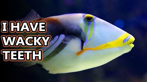 Triggerfish (humuhumunukunukuapua'a) facts: just try saying their name | Animal Fact Files - YouTube